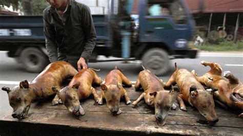 Dog meat consumption in Vietnam .